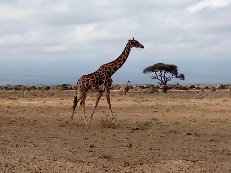3 Days Masai Mara The Great Migration Joining Package