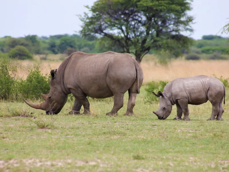 5 Days Explore Kenya Budget Safari