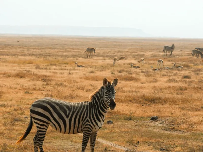 6-Day Kenya Wildlife Safari: Mara, Nakuru & Amboseli