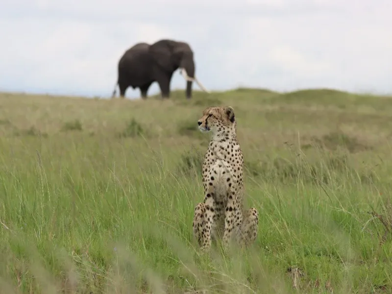 6 Days Best of Kenya Budget Safaris