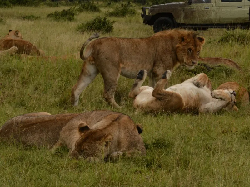 6 Days Ultimate Kenya Wildlife Safari