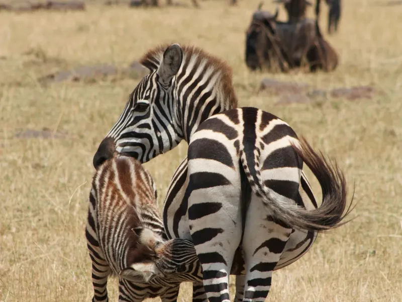 3 Days Masai Mara