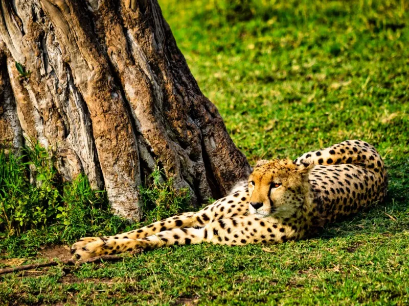 4-Day Maasai Mara & Lake Nakuru Safari
