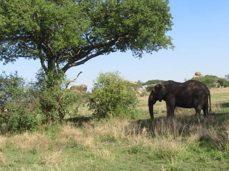 4 Days Tanzania safari Adventure