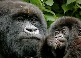 4 days gorilla trekking Adventure