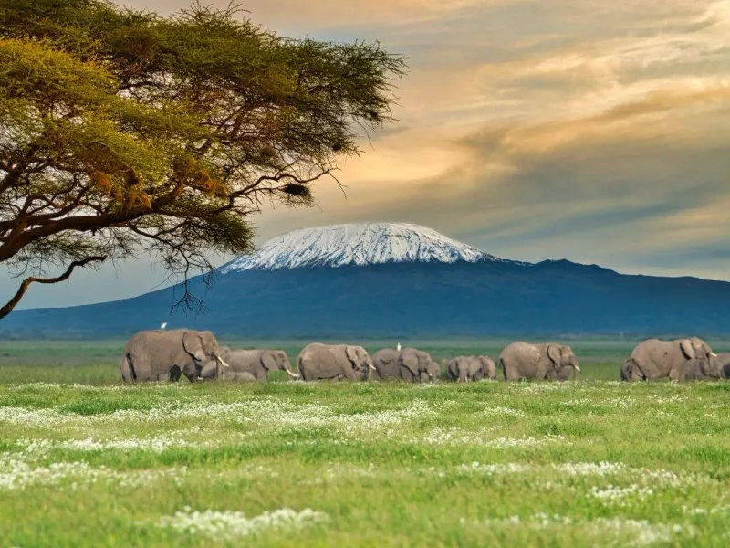 Classic Kenya — Mara, Nakuru & Amboseli