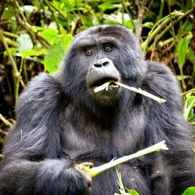 6 Day Uganda Gorilla , lakes and Wildlife Safari