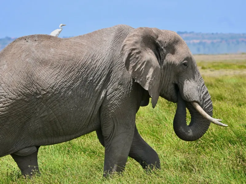 7 Days Kenya Group Joining Safari