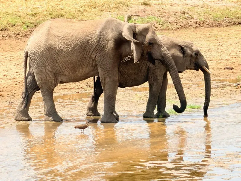 7 Days Kenya & Tanzania Safari