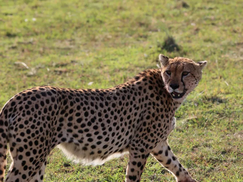 5-Day Kenya Wildlife & Scenic Safari