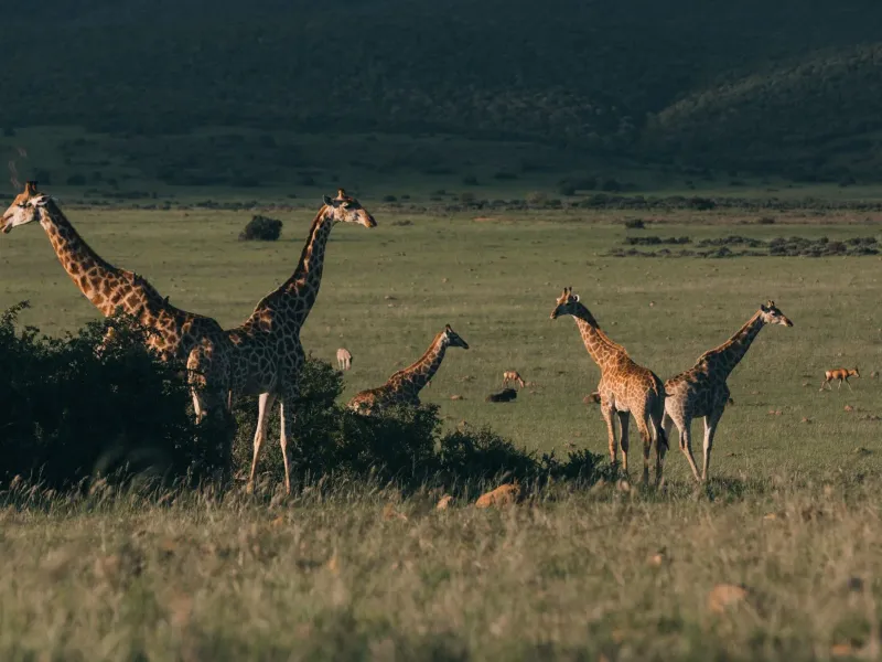 5 Days Kenya Wildlife Safari