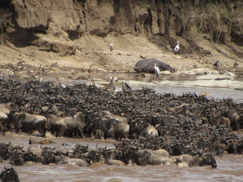 4 Days Rhinos and Big Cats Kenya Safari