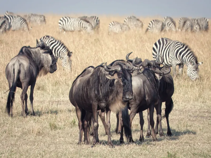 6 Days Ultimate Kenya Wildlife Safari