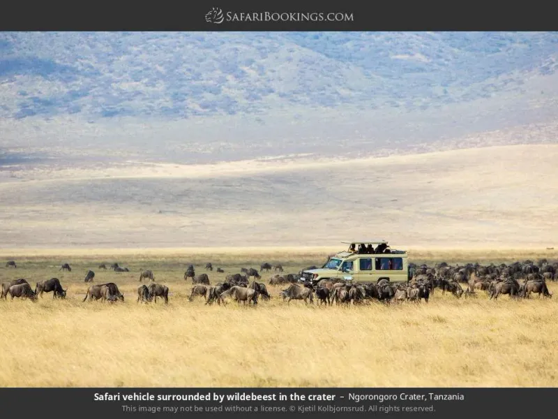 2-Day Big Five Safari, Return Flight from Zanzibar