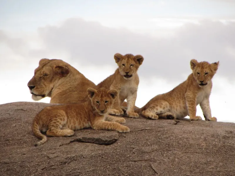 3 Days Tanzania Wildlife Adventure: Serengeti & Ngorongoro Budget Safari