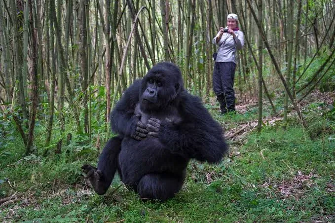 Private Rwanda Gorilla Trekking & Kigali Tour with Inka Tours