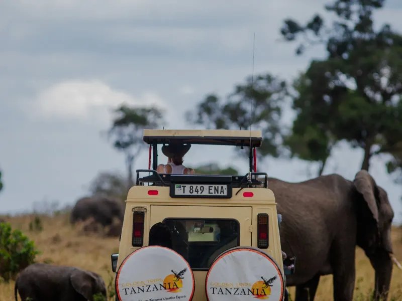 6 Days Experience Wildebeest Migration Luxury Safari