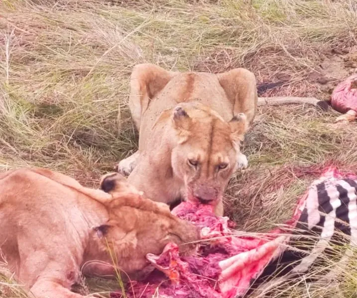 3 Days Masai Mara Budget Safari