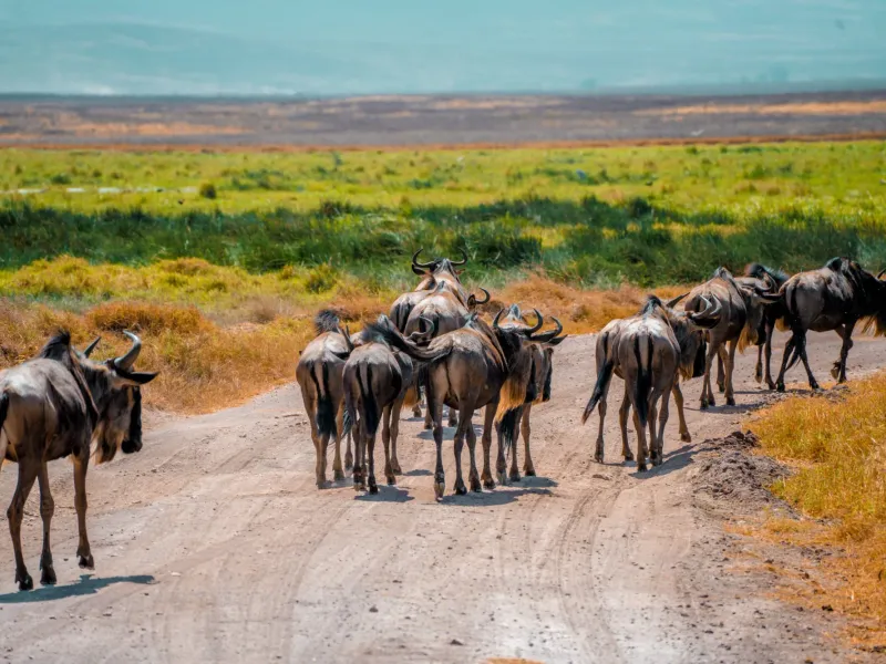 12 Days Combined Kenya and Tanzania Safari