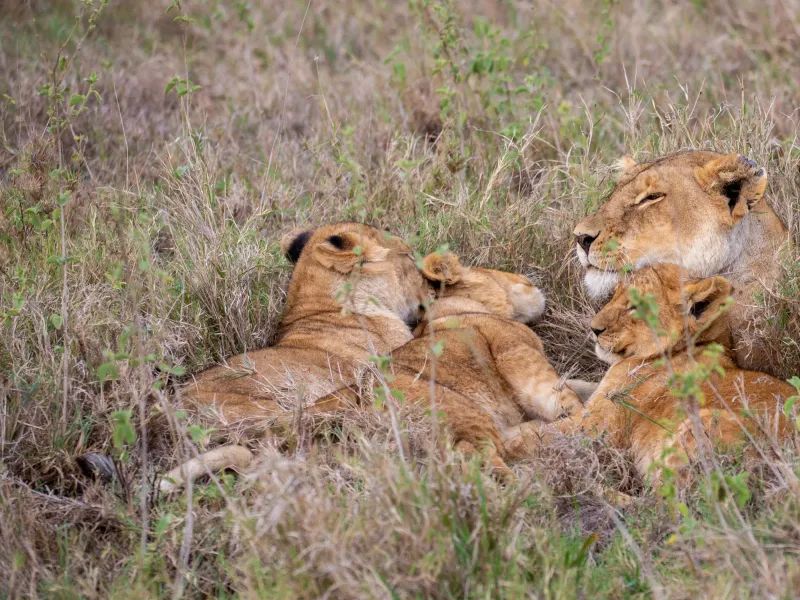 3 Days Masai Mara