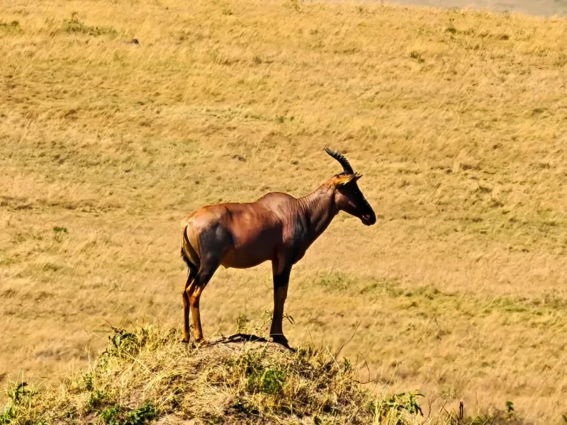 7-Day Kenya Safari: Mara, Nakuru, Naivasha & Amboseli