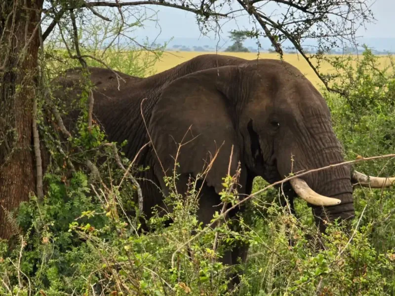 12 Days Pearl of Africa tour