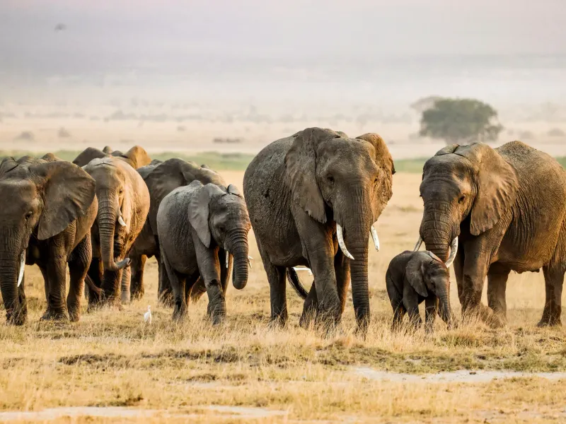 8 Days Kenya Group Joining Safari