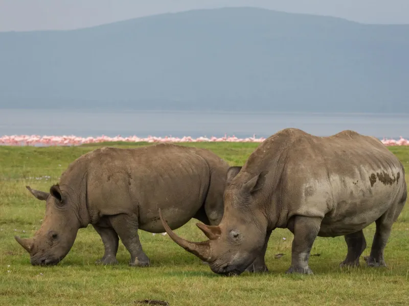 Rhino sanctuary deep dive