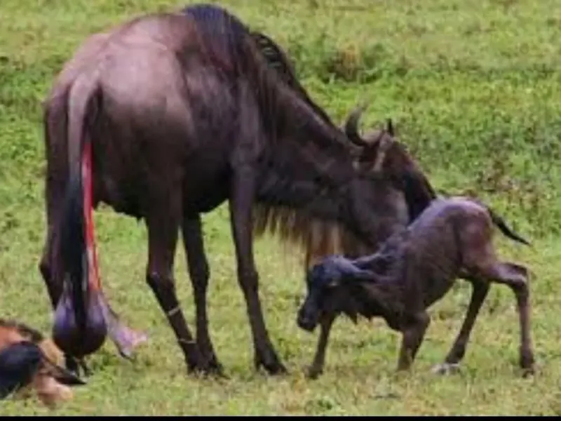 3- Days Ndutu Calving Season Safari Tanzania