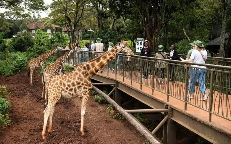 1 Day Nairobi unveiled wildlife culture