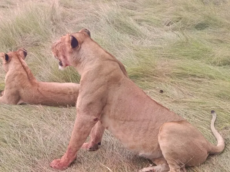7 Days Ultimate Kenya Wildlife & Scenic Safari