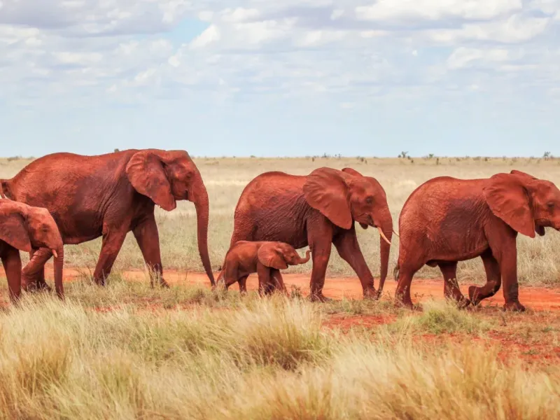 3-Day Tsavo East and Salt Lick Lodge Private Safari from Diani