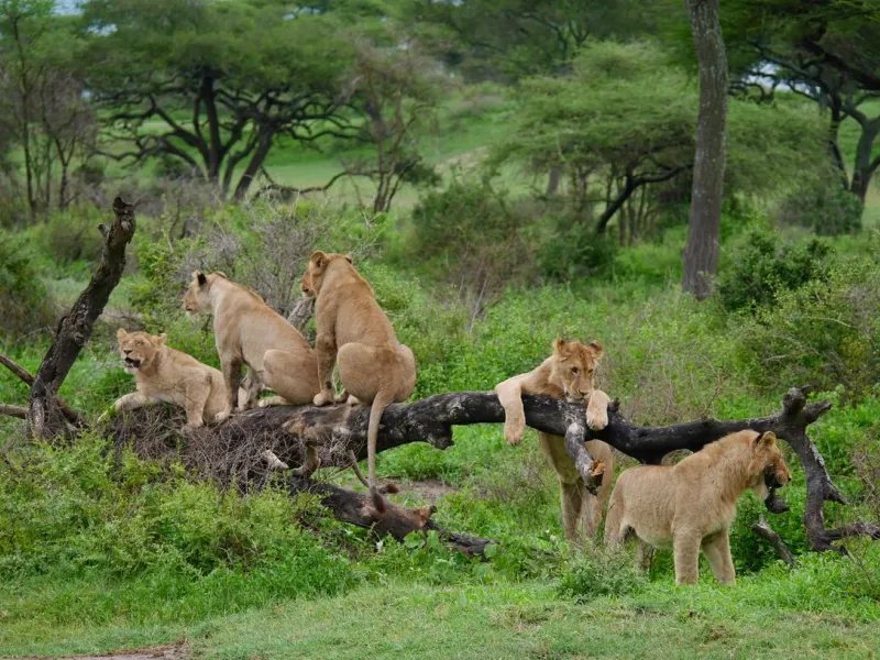 4 Days Tanzania Wildlife Explorer: Lake Manyara, Serengeti & Ngorongoro Crater
